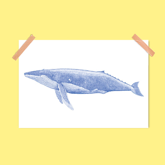 Affiche Baleine bleue